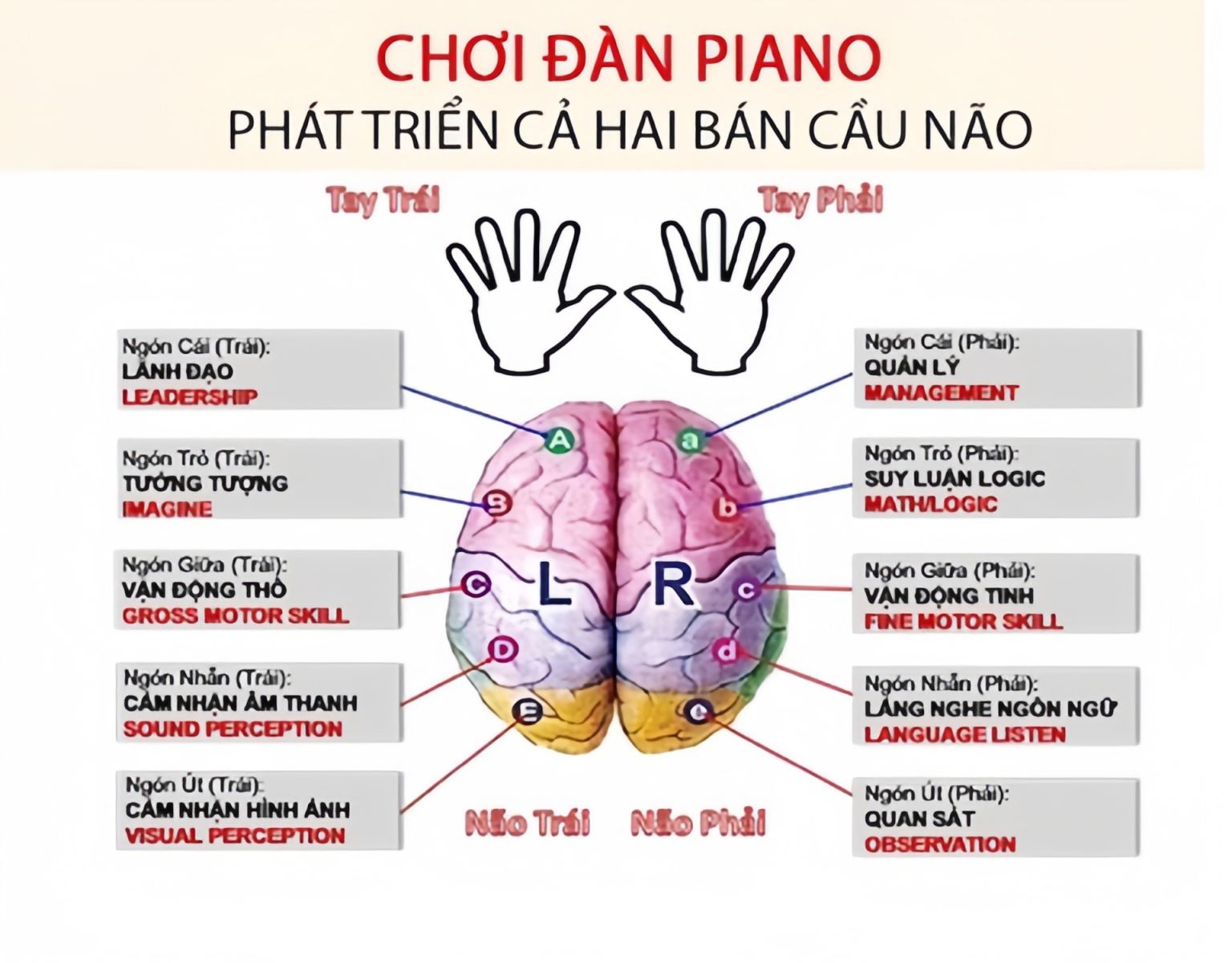 Học piano giúp phát triển 2 bán cầu não